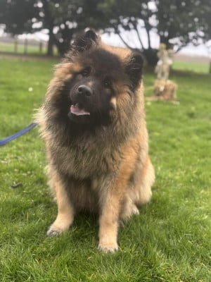 Les chiots de Eurasier
