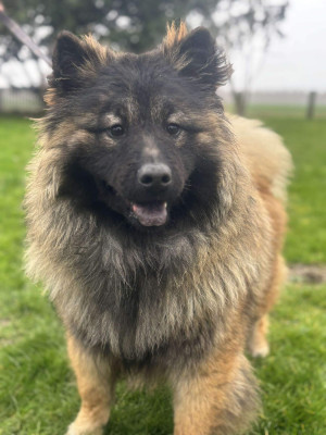Les chiots de Eurasier