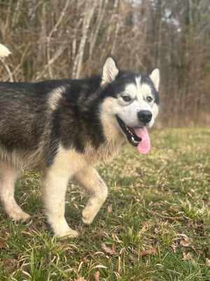 Les chiots de Alaskan Malamute