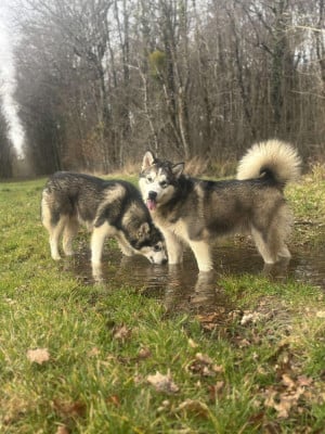 Les chiots de Alaskan Malamute