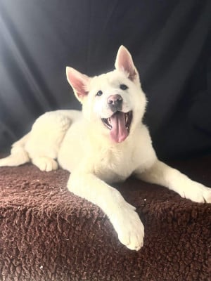 Les chiots de Akita americain