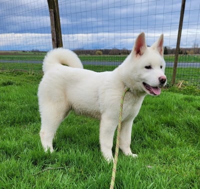 Les chiots de Akita americain
