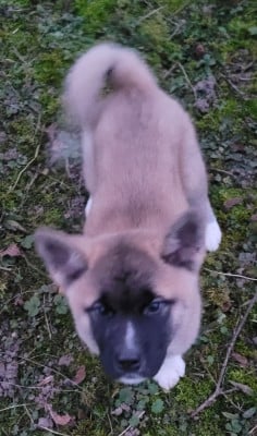 Les chiots de Akita americain