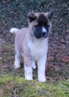 Les chiots de Akita americain