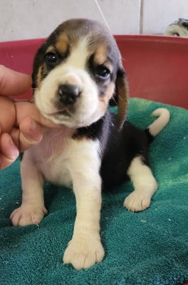 Les chiots de Beagle