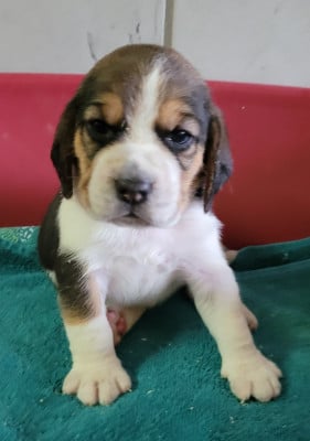 Les chiots de Beagle