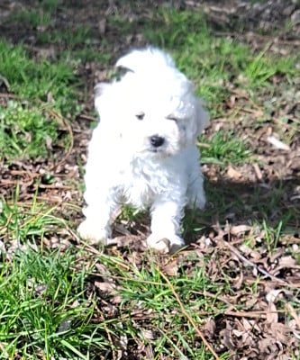 Les chiots de Bichon Frise