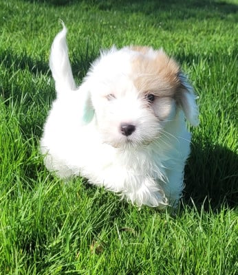 Les chiots de Coton de Tulear
