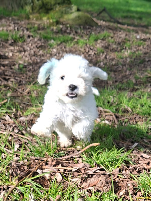 Les chiots de Bichon Frise