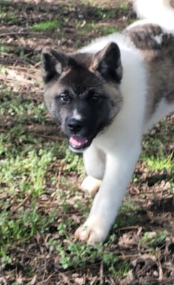 Les chiots de Akita americain