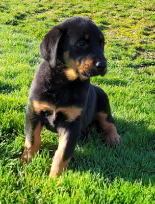 Les chiots de Berger de Beauce