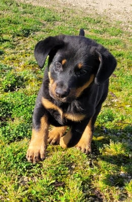 Les chiots de Berger de Beauce