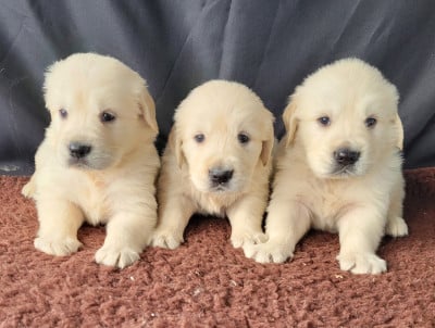 Les chiots de Golden Retriever