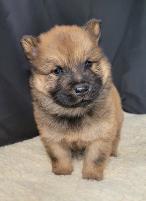 Les chiots de Eurasier