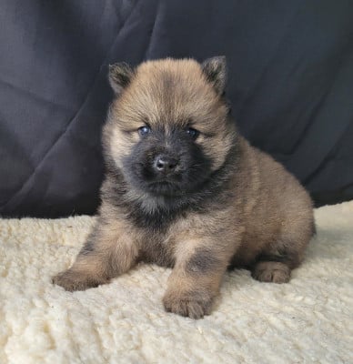 Les chiots de Eurasier