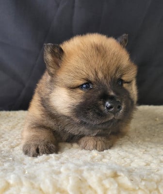 Les chiots de Eurasier