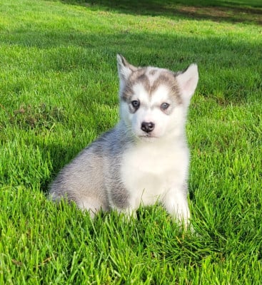 Alaskan Malamute