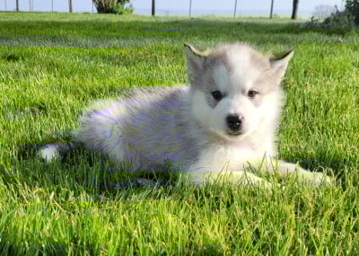 Les chiots de Alaskan Malamute