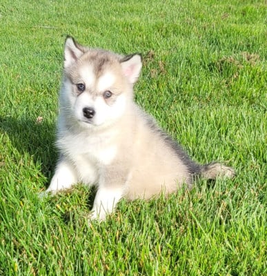Les chiots de Alaskan Malamute