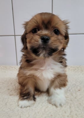 Les chiots de Lhassa Apso