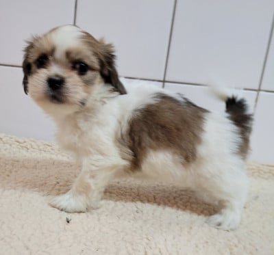 Les chiots de Lhassa Apso