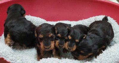 Les chiots de Welsh Terrier
