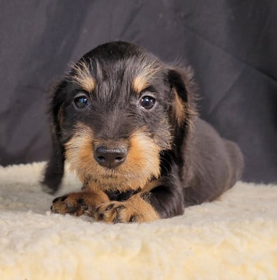 Les chiots de Teckel poil dur