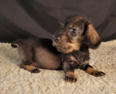 Les chiots de Teckel poil dur