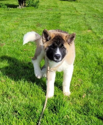 Les chiots de Akita americain