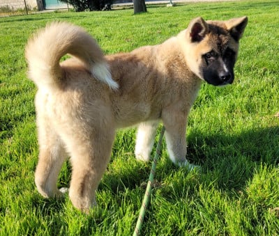 Les chiots de Akita americain
