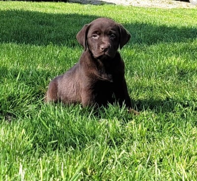 Les chiots de Labrador Retriever