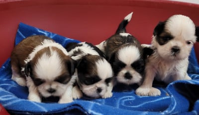 Les chiots de Shih Tzu