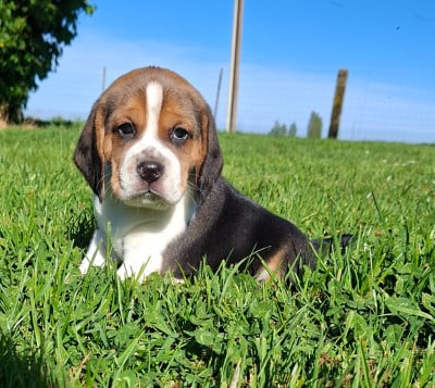 Les chiots de Beagle