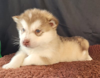 Les chiots de Alaskan Malamute
