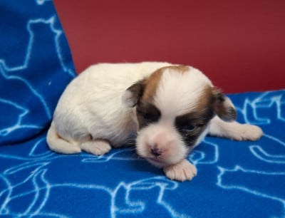 Les chiots de Coton de Tulear