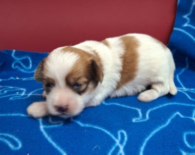 Les chiots de Coton de Tulear