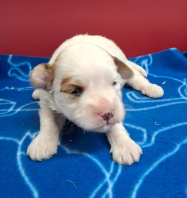 Les chiots de Coton de Tulear