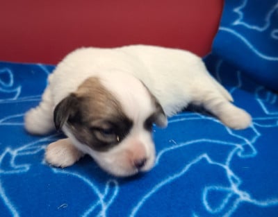 Les chiots de Coton de Tulear