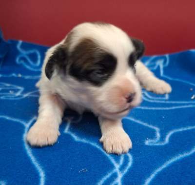 Les chiots de Coton de Tulear