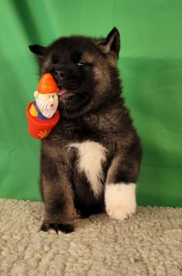 Les chiots de Akita americain