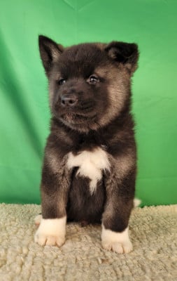 Les chiots de Akita americain