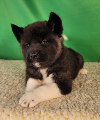 Les chiots de Akita americain