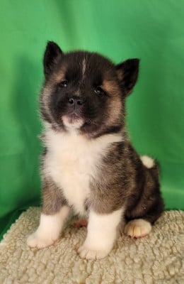 Les chiots de Akita americain