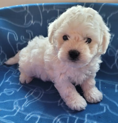 Chiot N°1 - Bichon Frise