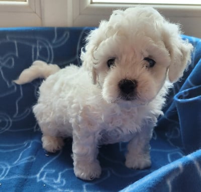 Les chiots de Bichon Frise