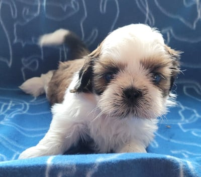 Les chiots de Shih Tzu