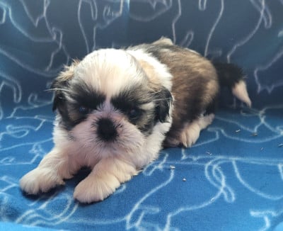 Les chiots de Shih Tzu