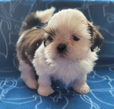 Les chiots de Shih Tzu