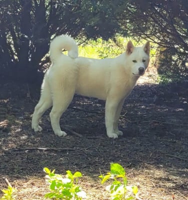 Les chiots de Akita americain