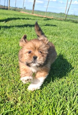 Les chiots de Lhassa Apso